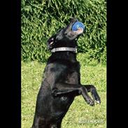 Labrador retriever blackie (kaldet bassi)