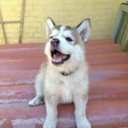 Alaskan malamute Laika