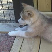 Alaskan malamute Laika