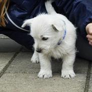 West highland white terrier Vinterberg