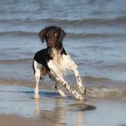 Kleiner münsterländer Zanto