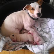Jack russell terrier Kiwie
