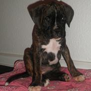 Boxer Cille