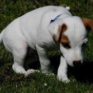 Jack russell terrier stambogs navn Hoba's Basse. navn Bobby