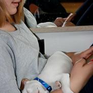 Jack russell terrier stambogs navn Hoba's Basse. navn Bobby