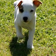 Jack russell terrier stambogs navn Hoba's Basse. navn Bobby