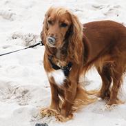 Cocker spaniel Luna