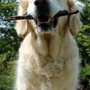 Golden retriever Coco (R.I.P 25-03-13) <3