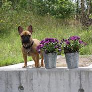 Fransk bulldog Agnes