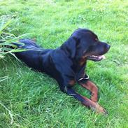 Rottweiler Gonzo