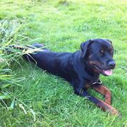 Rottweiler Gonzo