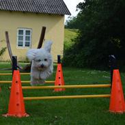 Coton de tulear Gilbert ~ (Here Comes Taco)