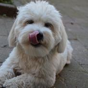 Coton de tulear Gilbert ~ (Here Comes Taco)