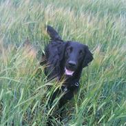 Flat coated retriever Lucky