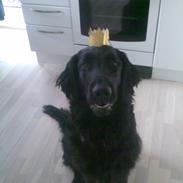 Flat coated retriever Lucky