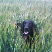 Flat coated retriever Lucky