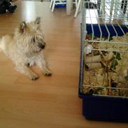 Cairn terrier Jette Vom Handewitter Forst (BELLA)