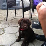 Labrador retriever Thilde