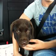 Labrador retriever Thilde