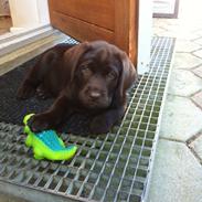 Labrador retriever Thilde