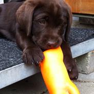 Labrador retriever Thilde