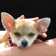 Chihuahua Chika