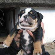 Olde english bulldogge Bulltok´s Baron fra Østergaard