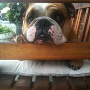 Olde english bulldogge Basil