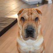 Shar pei Bertha