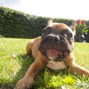 Fransk bulldog Chubby