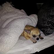 Chihuahua Candy (himmelhund)