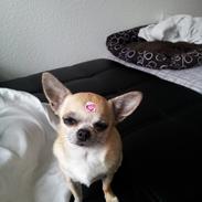 Chihuahua Candy (himmelhund)