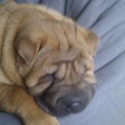 Shar pei Mei-Li (Meatmouth Give Me The Rubin)