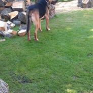 Blanding af racer Janko