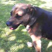 Blanding af racer Janko