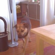 Blanding af racer Janko