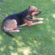 Blanding af racer Janko