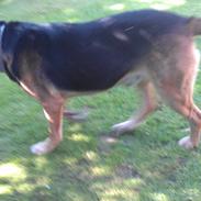 Blanding af racer Janko