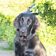 Flat coated retriever Lea