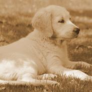 Golden retriever Calvin