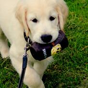 Golden retriever Calvin