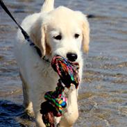 Golden retriever Calvin