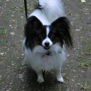 Papillon Chicca