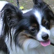 Papillon Chicca