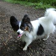 Papillon Chicca