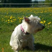 West highland white terrier Lulu White Of Roses