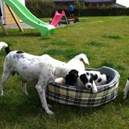 Dansk svensk gaardhund Møffe