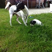 Dansk svensk gaardhund Møffe