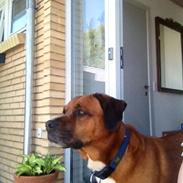 Blanding af racer Diesel