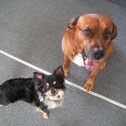 Blanding af racer Diesel